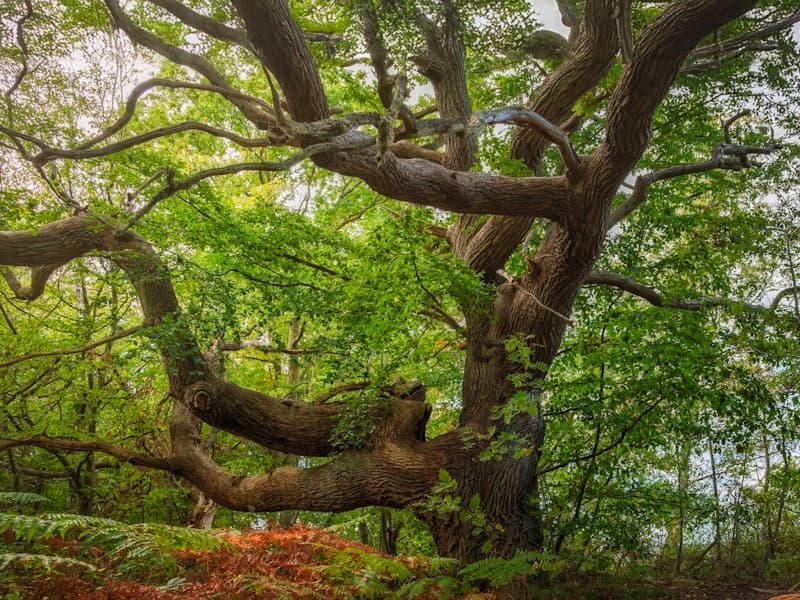 Choosing the Right Lumber for Colorado's Climate